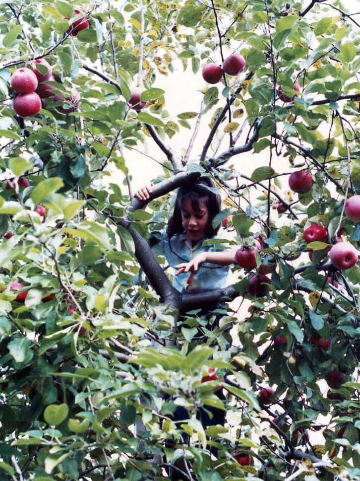 87apples8